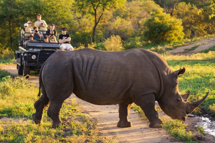 Kruger Wildlife Safari